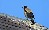 Hooded Crow